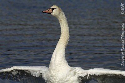 Mute Swan 005.jpg