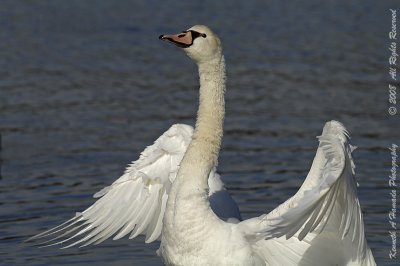 Mute Swan 006.jpg