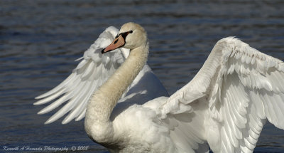 Mute Swan 007.jpg