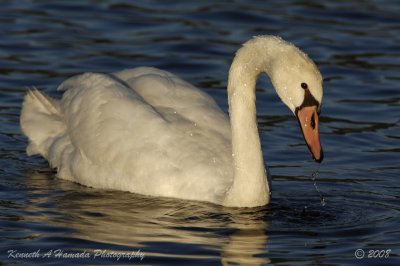 mute_swan