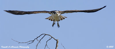 Osprey 146.jpg