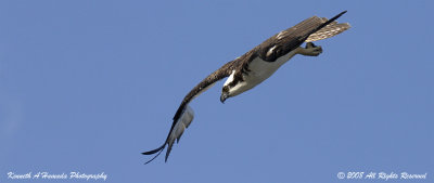 Osprey 148.jpg