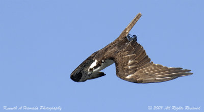 Osprey 149.jpg