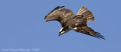 Osprey 150.jpg