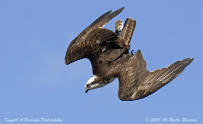 Osprey 151.jpg