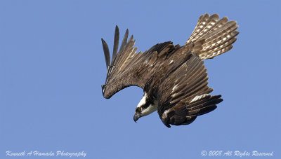 Osprey 152.jpg