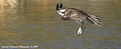 Osprey 153.jpg