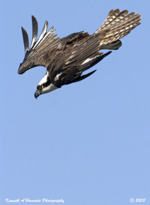 Osprey 154.jpg