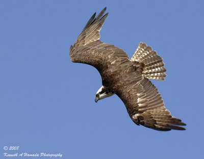 Osprey 155.jpg