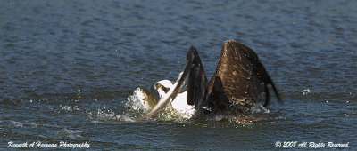 Osprey 156.jpg