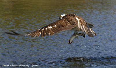 Osprey 157.jpg