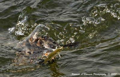 Misc_DSC1415.jpg