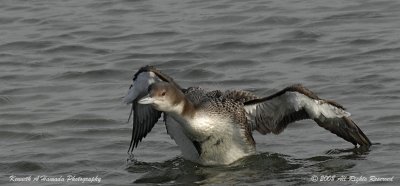 Common Loon 013