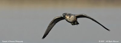 Peregrine Falcon 032