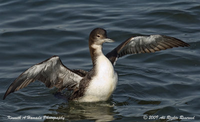 Common Loon 0014.jpg