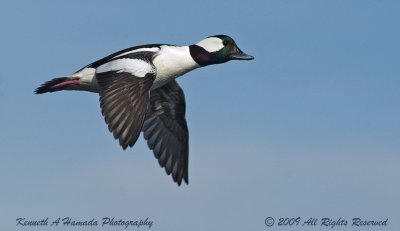 Bufflehead 008.jpg