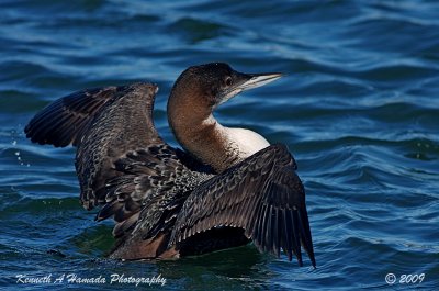 Common Loon 0022.jpg