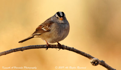 white-crowned_sparrow