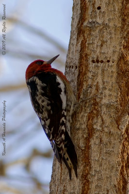 red-breasted_sapsucker