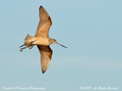 Godwit with Clam 005.jpg