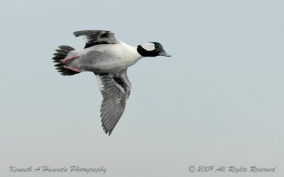 Bufflehead 012.jpg