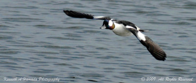 Bufflehead 013.jpg