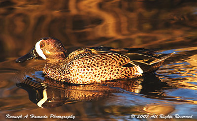 Blue-winged Teal 001.jpg