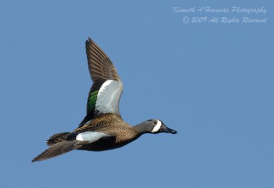 Blue-winged Teal 002.jpg