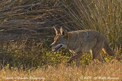Coyote 011.jpg