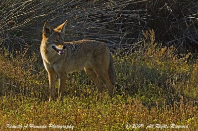 Coyote 012.jpg