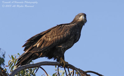 Bald Eagle 014.jpg