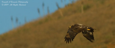 bald_eagle
