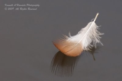 Feather 004.jpg