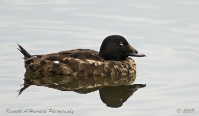 White -winged Scoter 001.jpg