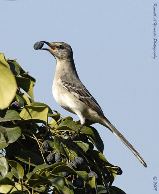 northern_mockingbird