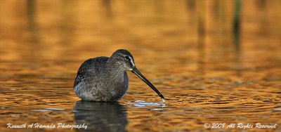 dowitcher