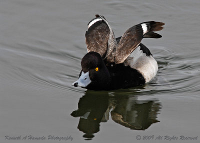 Lesser Scaup 007.jpg