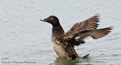 white-winged_scoter