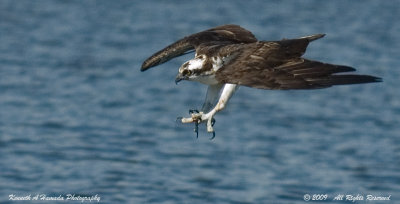 Osprey 159.jpg