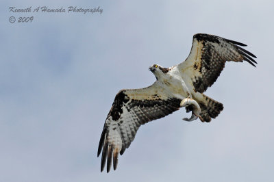 Osprey 160.jpg