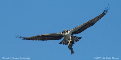 Osprey 164.jpg