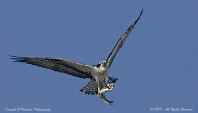 Osprey 165.jpg