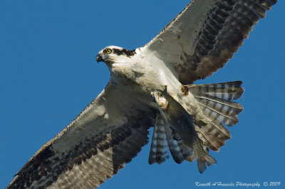 Osprey 166.jpg