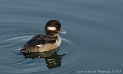 Bufflehead 014.jpg
