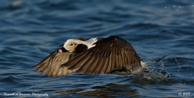 long-tailed_duck