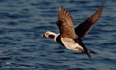 Long-tailed Duck 009.jpg
