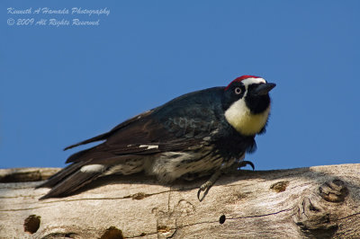 Acorn Woodpecker 004.jpg