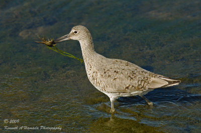 Willet 005.jpg