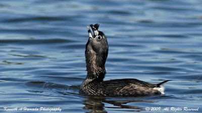 Pied-billed Grebe 013.jpg