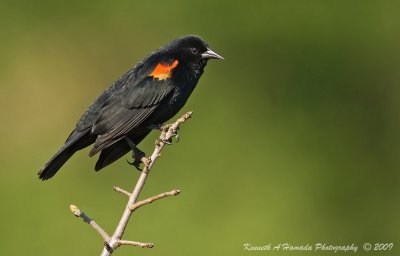 Red-winged Blackbird 004.jpg